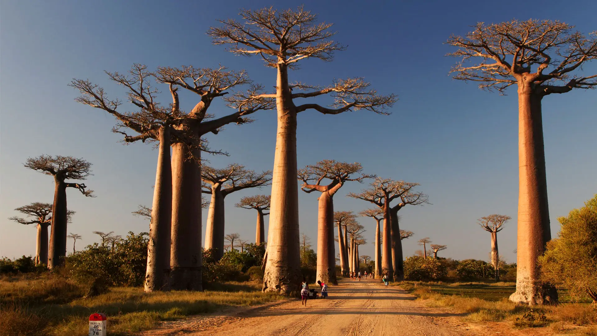 Les Tsingy et les Baobabs