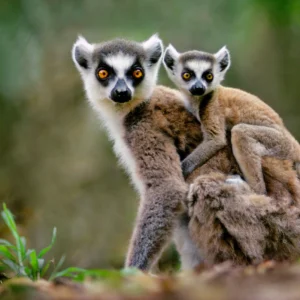 Lémuriens Myri Tour Madagascar